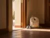 Custodia compartida en Gandía